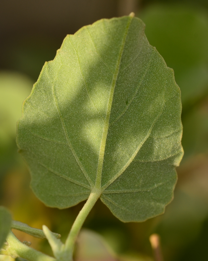 Image of Abutilon fruticosum specimen.