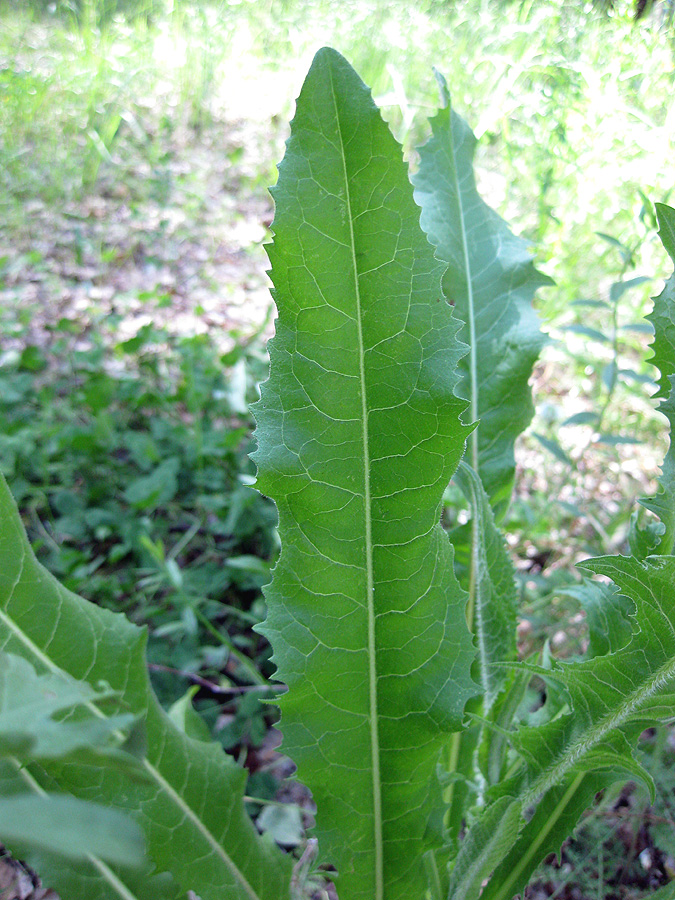 Image of Cichorium intybus specimen.