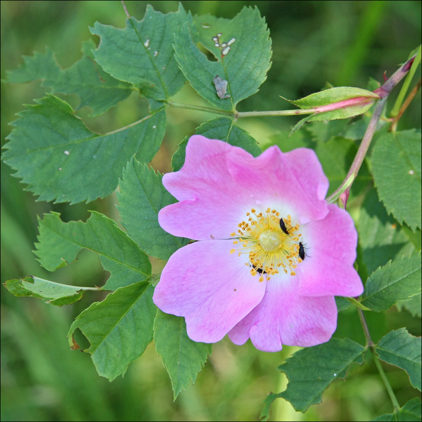 Image of Rosa canina specimen.