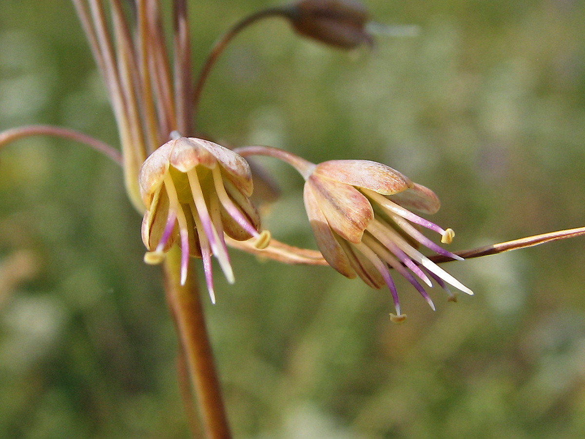 Image of Allium paczoskianum specimen.