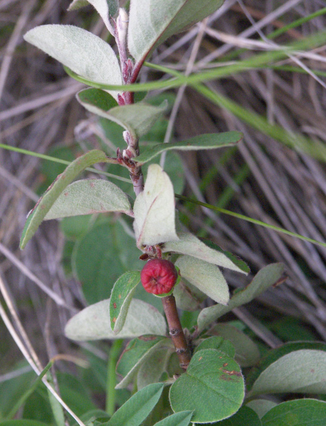 Image of Cotoneaster integerrimus specimen.