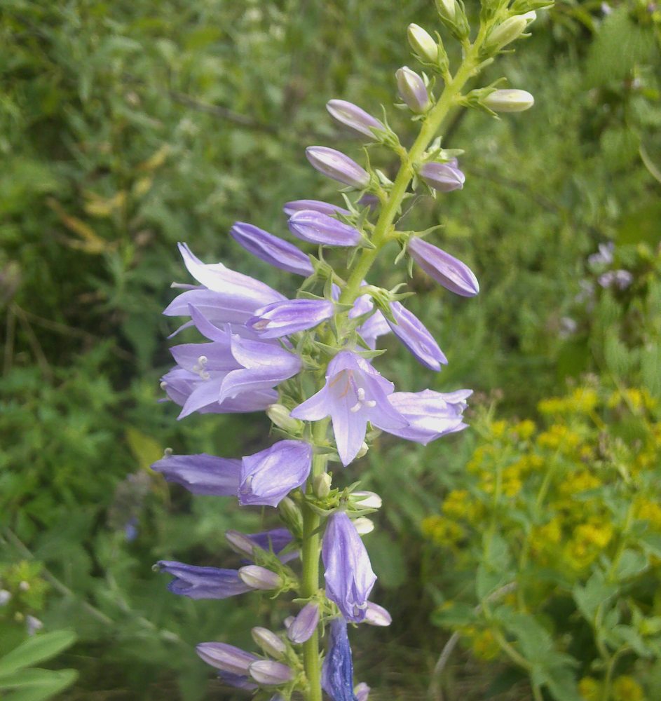 Image of Campanula bononiensis specimen.