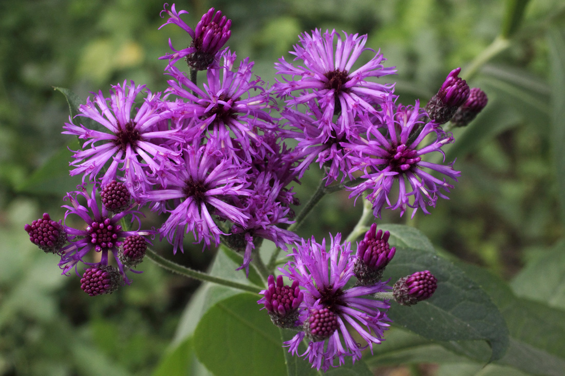 Изображение особи Vernonia gigantea.