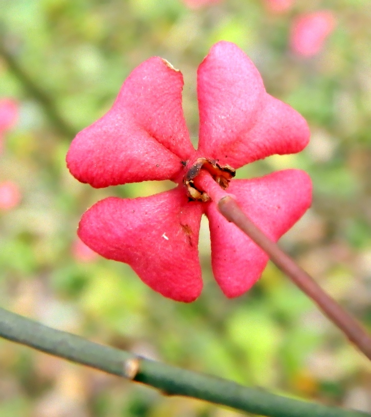 Изображение особи Euonymus europaeus.