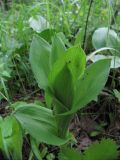 Veratrum lobelianum. Молодой побег. Подмосковье, окр. г. Кубинка, лиственный лес. 01.06.2012.