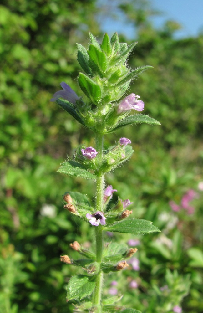 Image of Ziziphora acinos specimen.