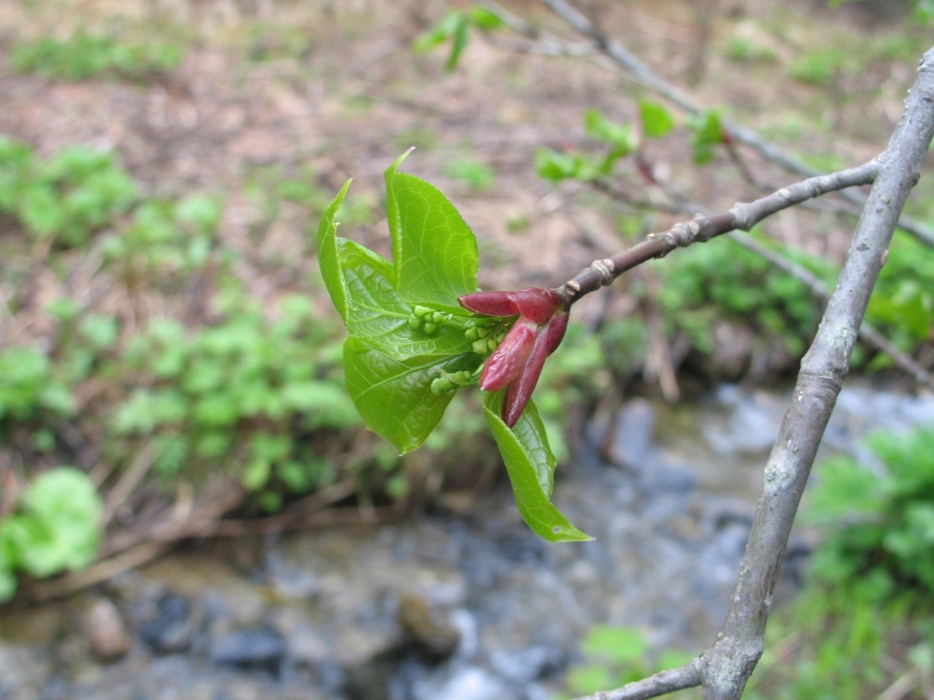 Image of Euonymus macropterus specimen.