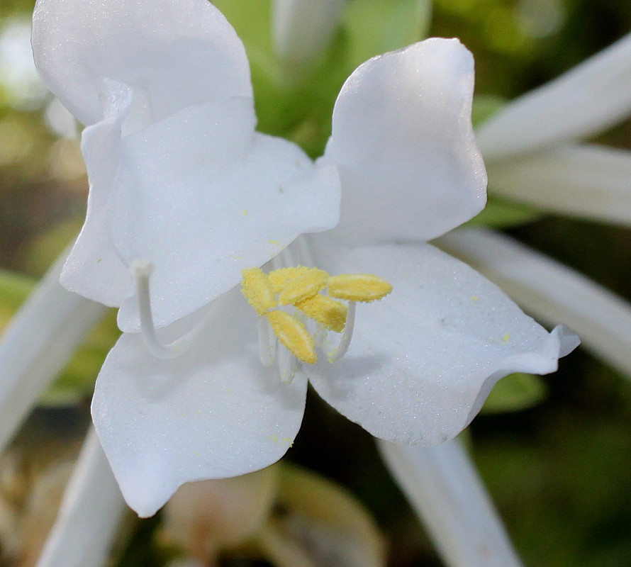 Image of Hosta plantaginea specimen.