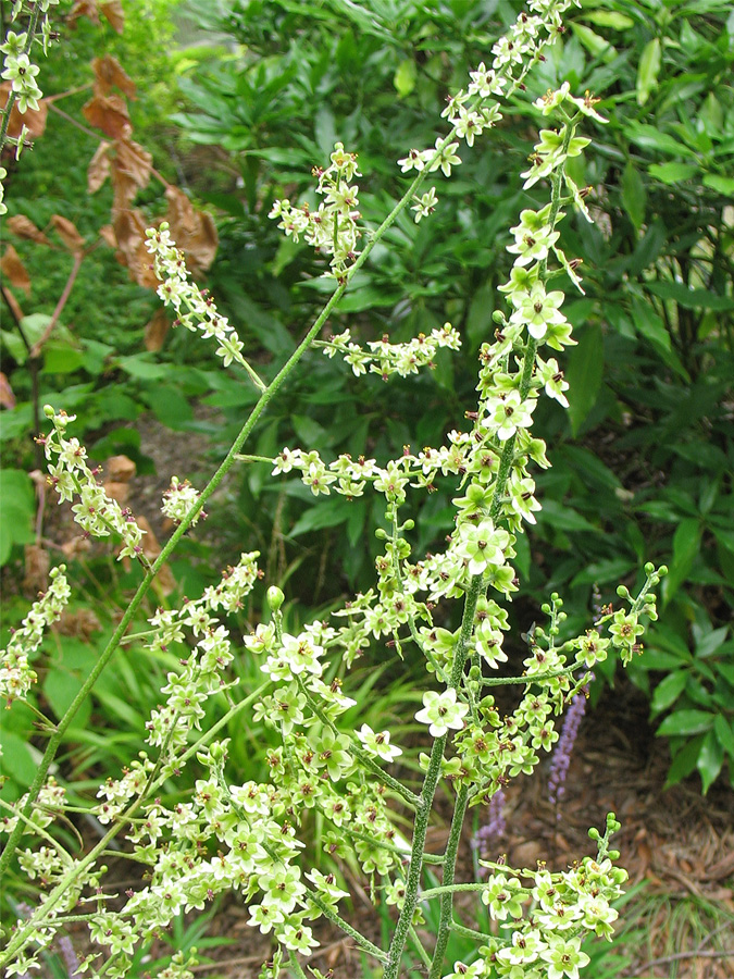 Image of Veratrum maackii specimen.