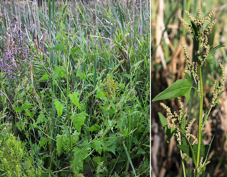 Изображение особи Atriplex prostrata.