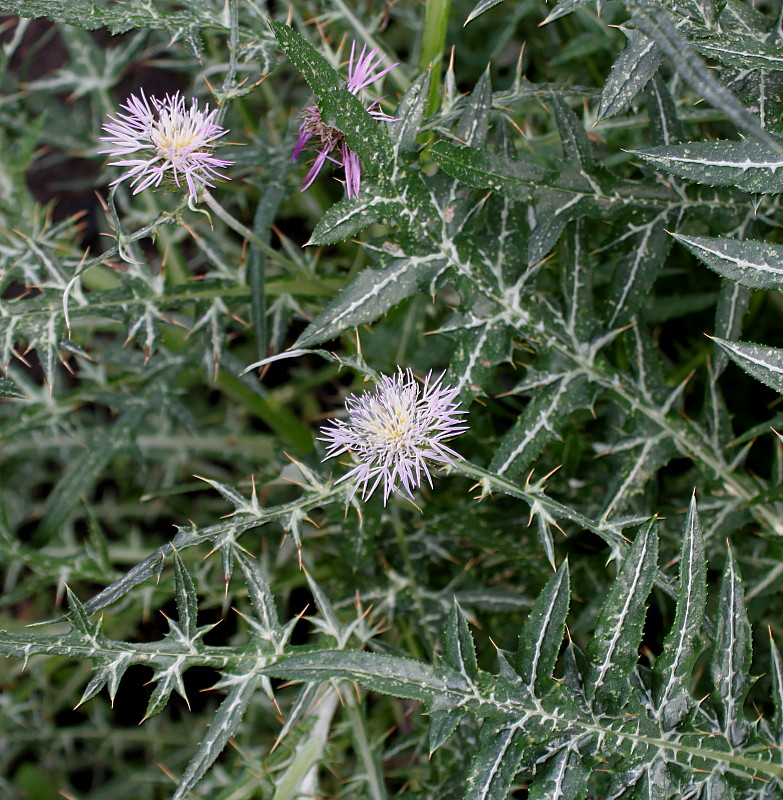 Изображение особи Galactites tomentosus.