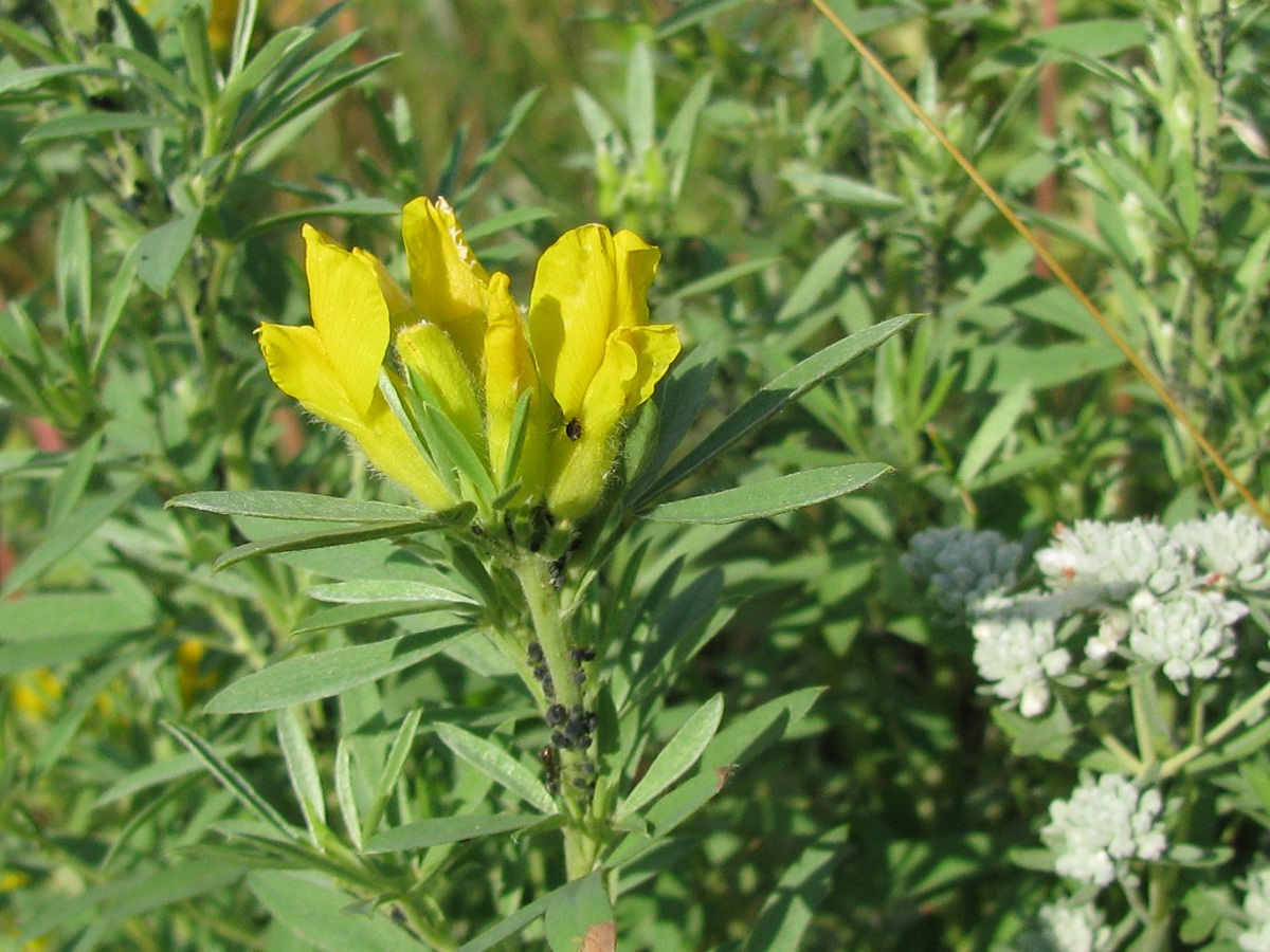 Image of Chamaecytisus austriacus specimen.