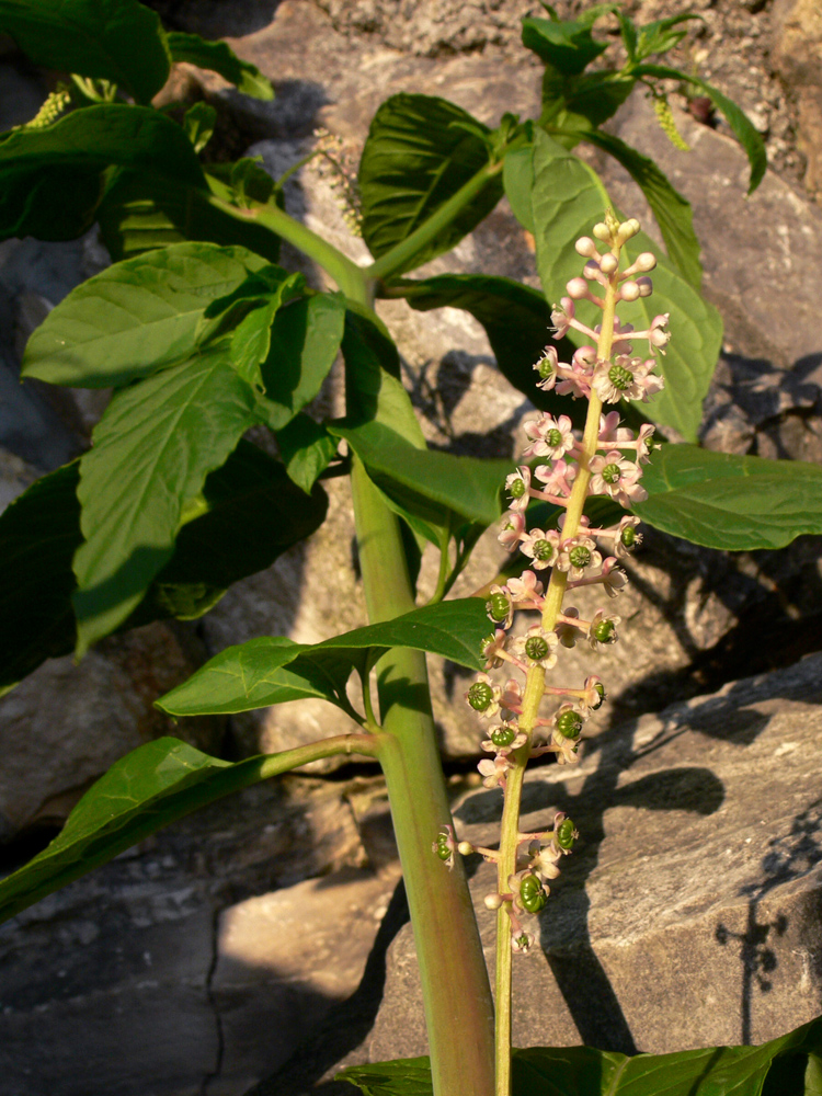 Image of Phytolacca americana specimen.