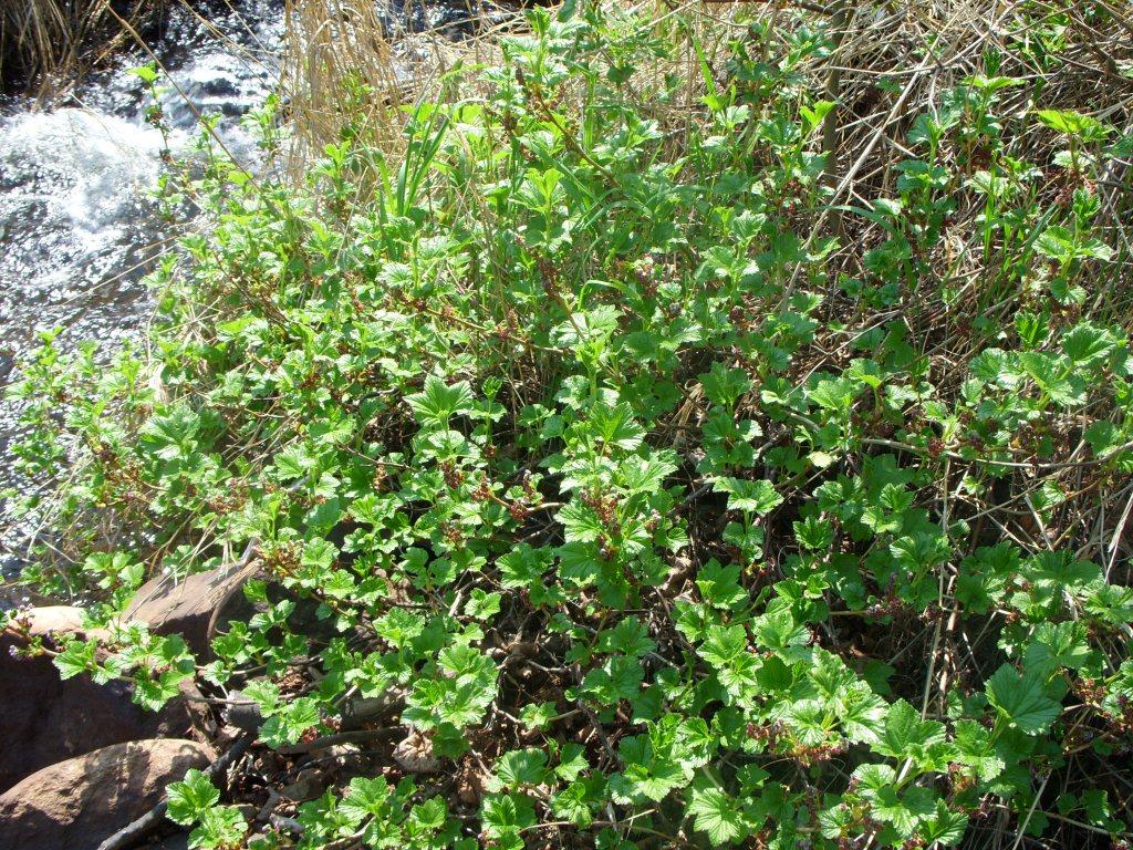 Изображение особи Ribes procumbens.