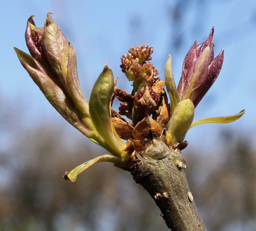 Image of Syringa wolfii specimen.