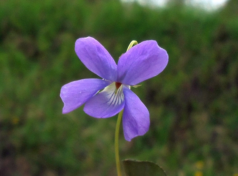 Image of Viola epipsiloides specimen.