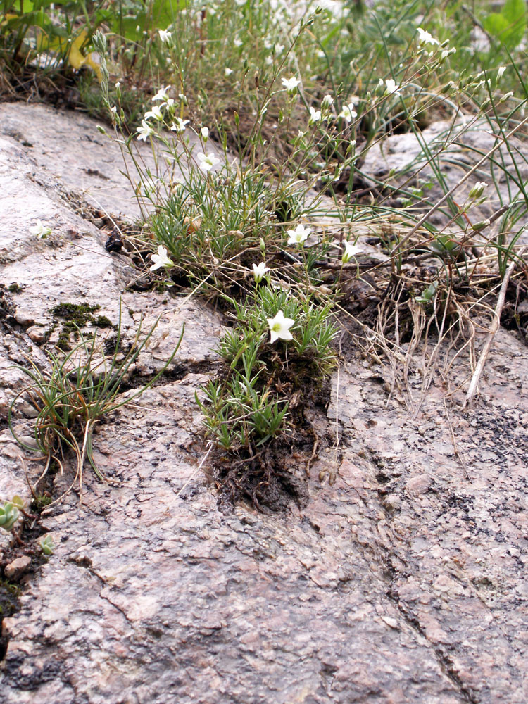 Image of Minuartia kryloviana specimen.