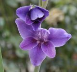 genus Gladiolus