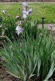 Iris × hybrida. Цветущее растение. Германия, г. Krefeld, Ботанический сад. 10.06.2013.