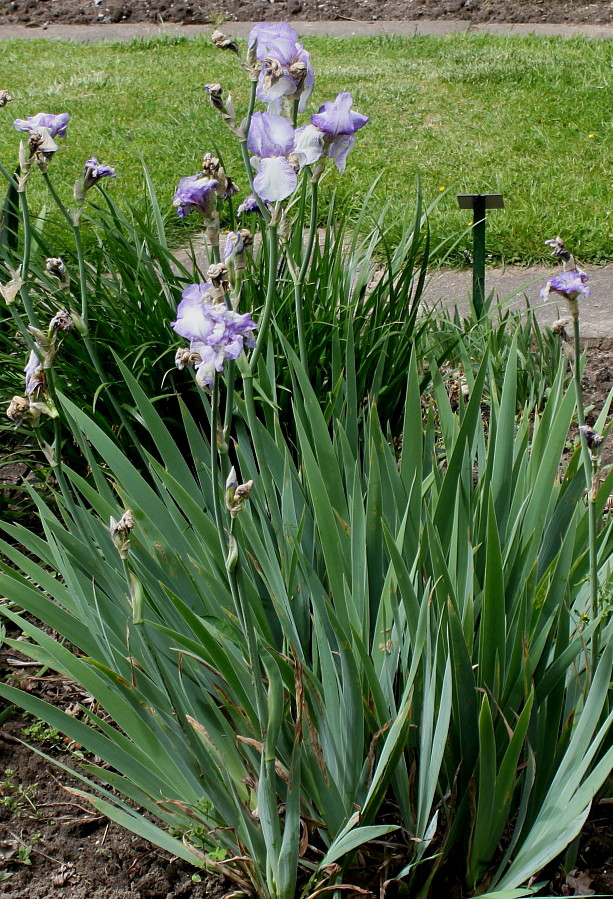 Image of Iris &times; hybrida specimen.