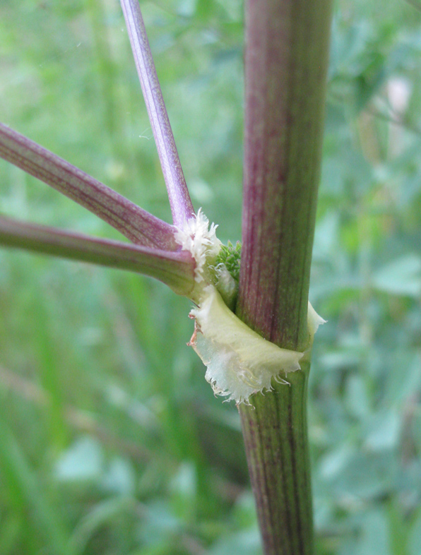 Image of Thalictrum minus specimen.