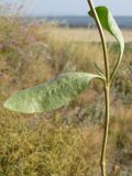 Halimione verrucifera. Часть побега. Краснодарский край, м/о Анапа, окр. ст. Благовещенская, Витязевский лиман, солончак на берегу лимана. 16.08.2013.