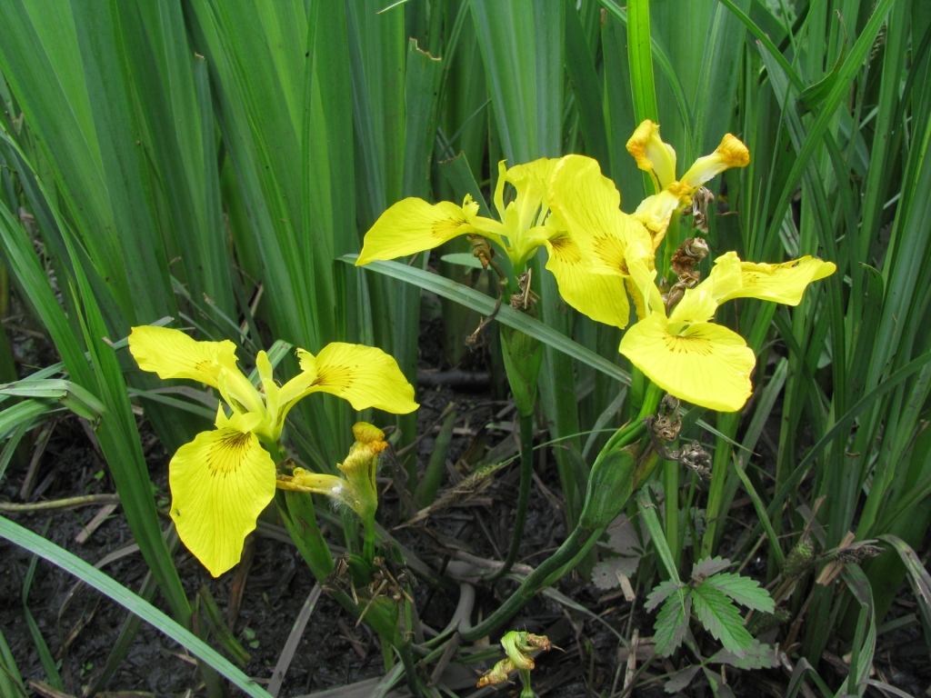 Изображение особи Iris pseudacorus.