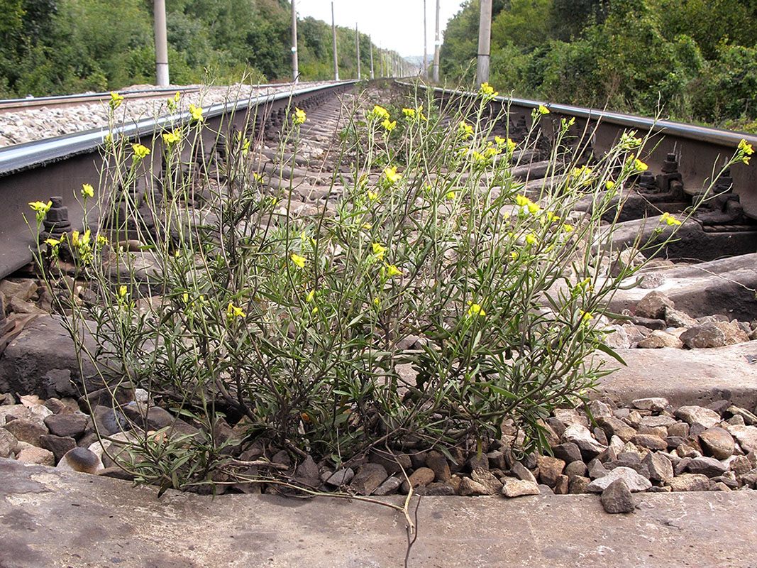 Изображение особи Diplotaxis tenuifolia.