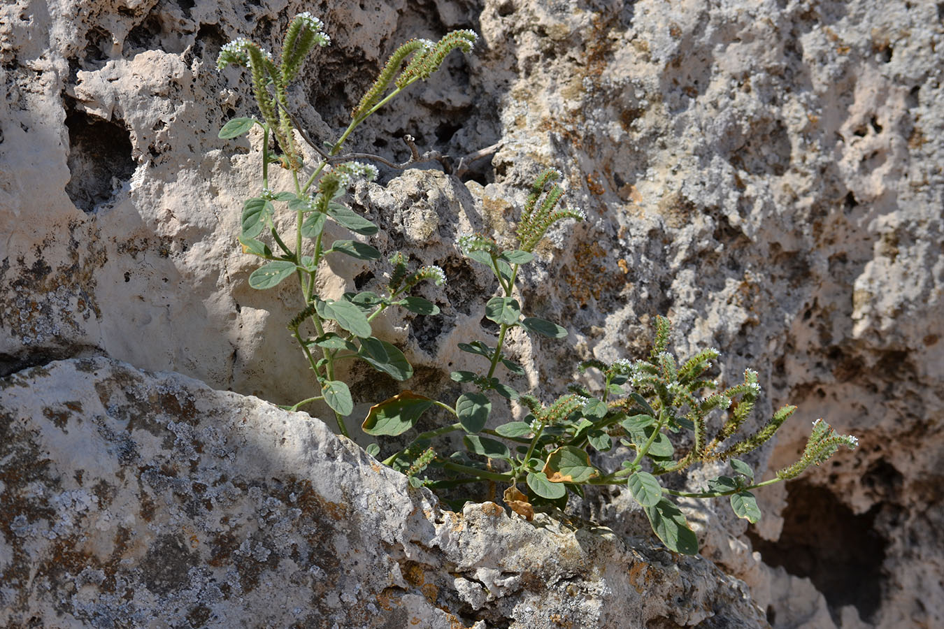 Изображение особи Heliotropium ellipticum.