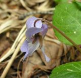 Viola selkirkii. Цветок (вид сбоку). Хабаровский край, Ванинский р-н, окр. пос. Высокогорный. 08.06.2013.