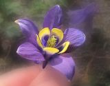 genus Aquilegia. Цветок. Владивосток, Ботанический сад-институт ДВО РАН. 23 мая 2013 г.