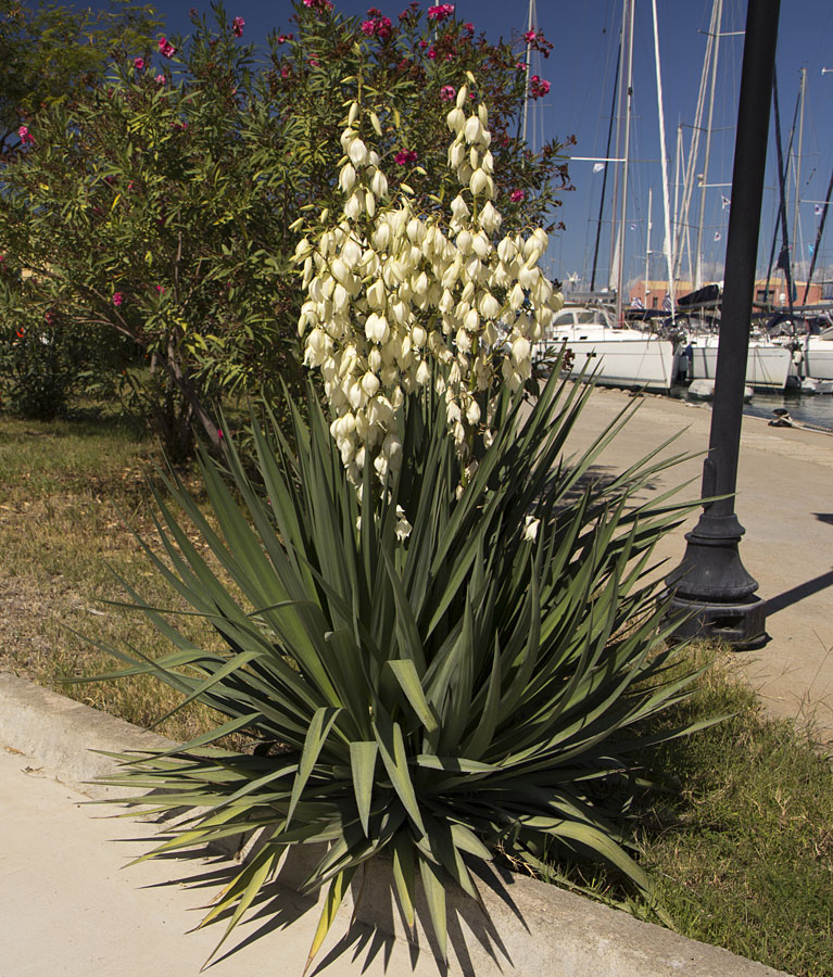 Image of genus Yucca specimen.