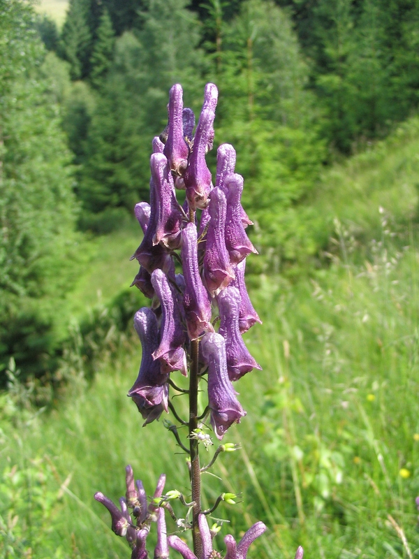 Изображение особи Aconitum moldavicum.