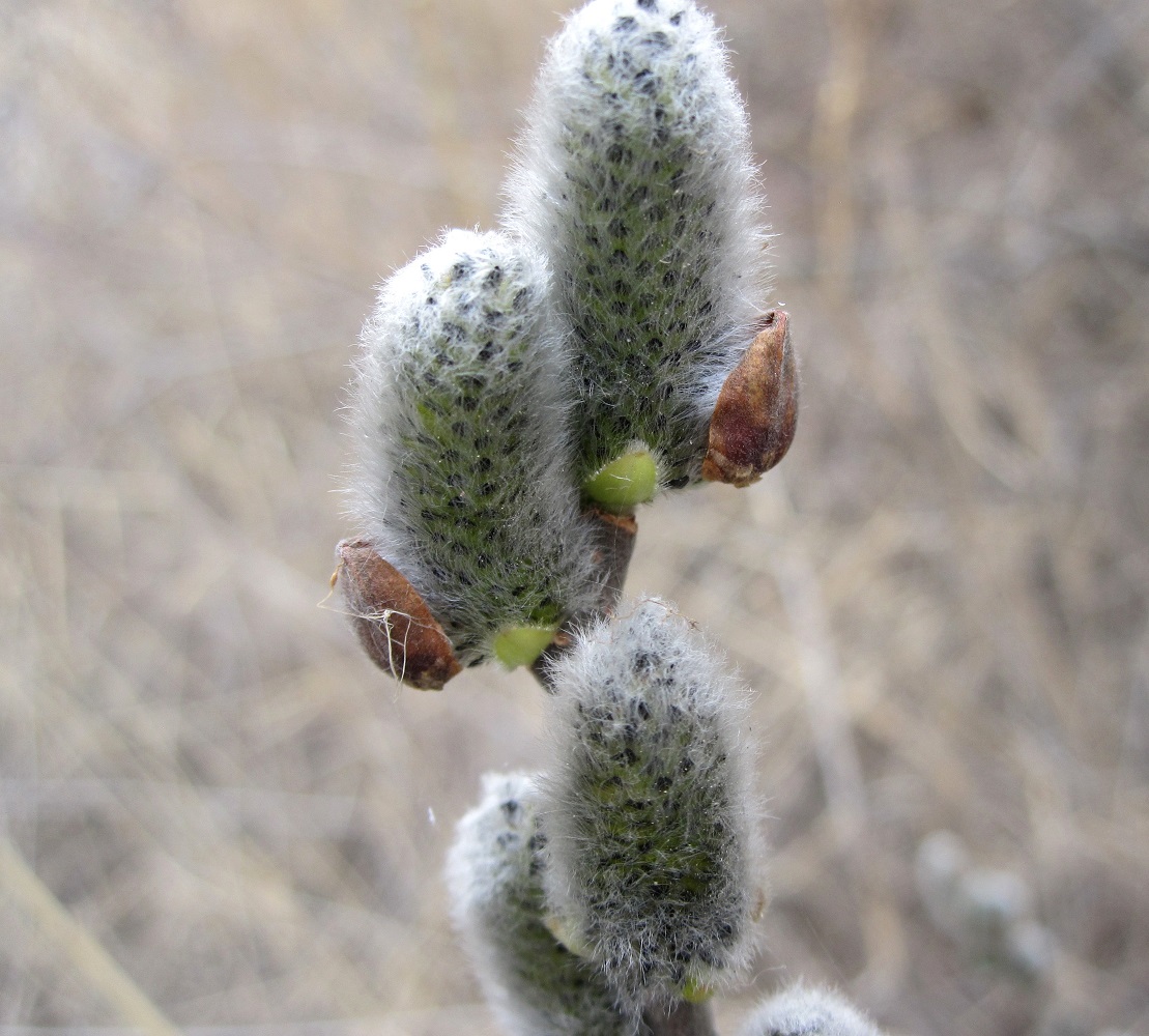 Image of genus Salix specimen.