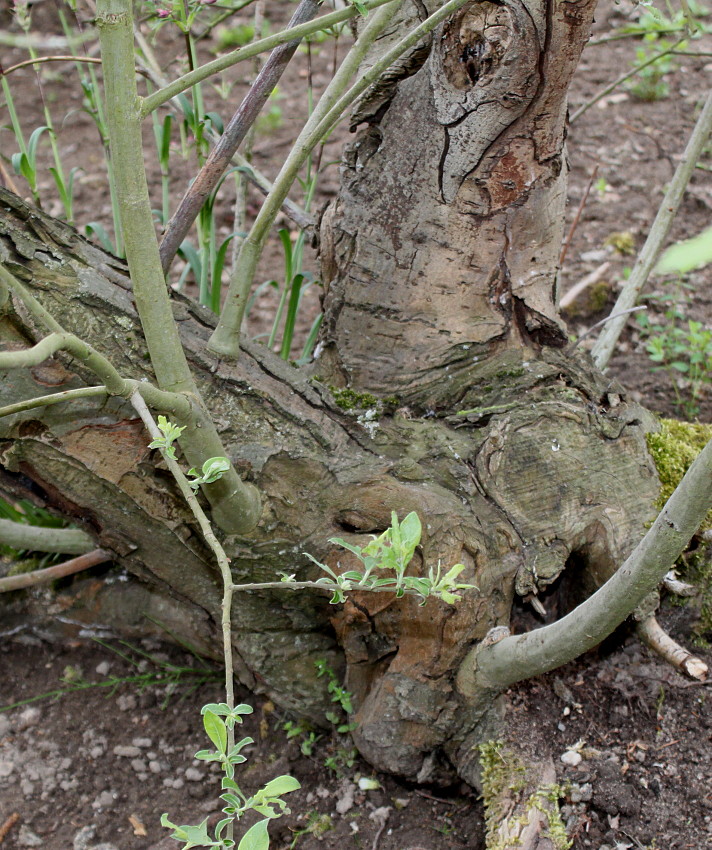 Image of genus Salix specimen.