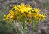 Hypericum scabrum