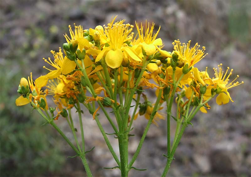 Изображение особи Hypericum scabrum.