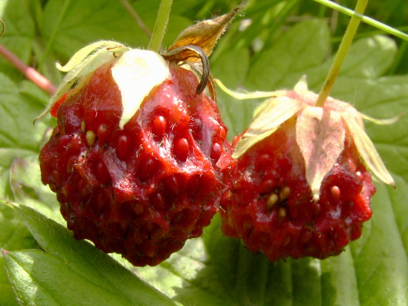 Image of Fragaria viridis specimen.