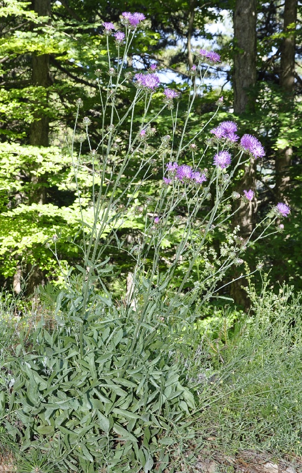 Image of Centaurea graeca specimen.