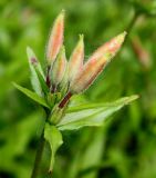 Oenothera perennis. Верхушка побега с соцветием в бутонах. Германия, г. Дюссельдорф, Ботанический сад университета. 02.06.2014.