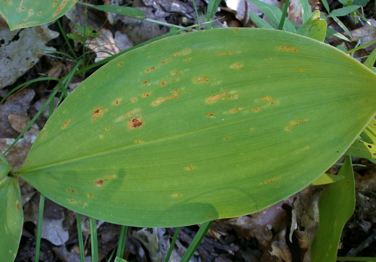 Image of Convallaria majalis specimen.