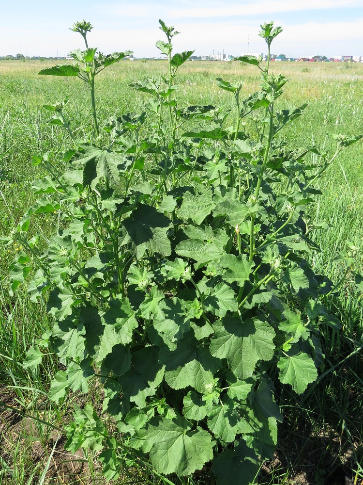 Image of Malva thuringiaca specimen.