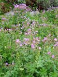 Geranium sylvaticum. Цветущие растения на влажном склоне чуть выше супралиторали. Кольский п-ов, Восточный Мурман, берег губы Ярнышная. 20.07.2009.