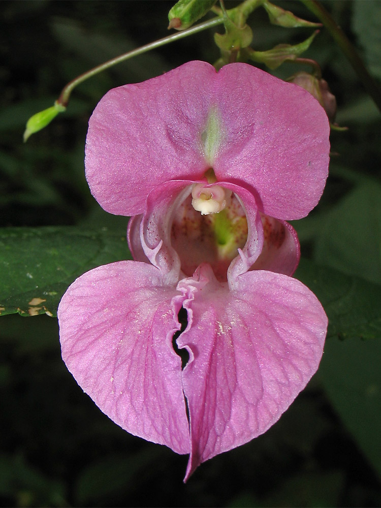 Image of Impatiens glandulifera specimen.