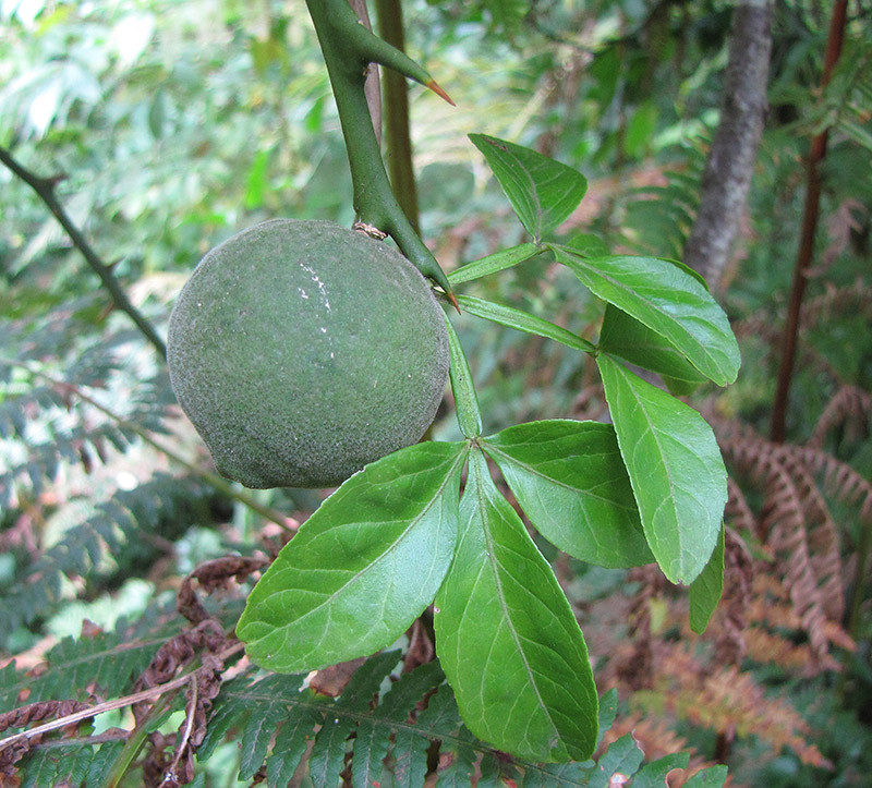 Image of Poncirus trifoliata specimen.