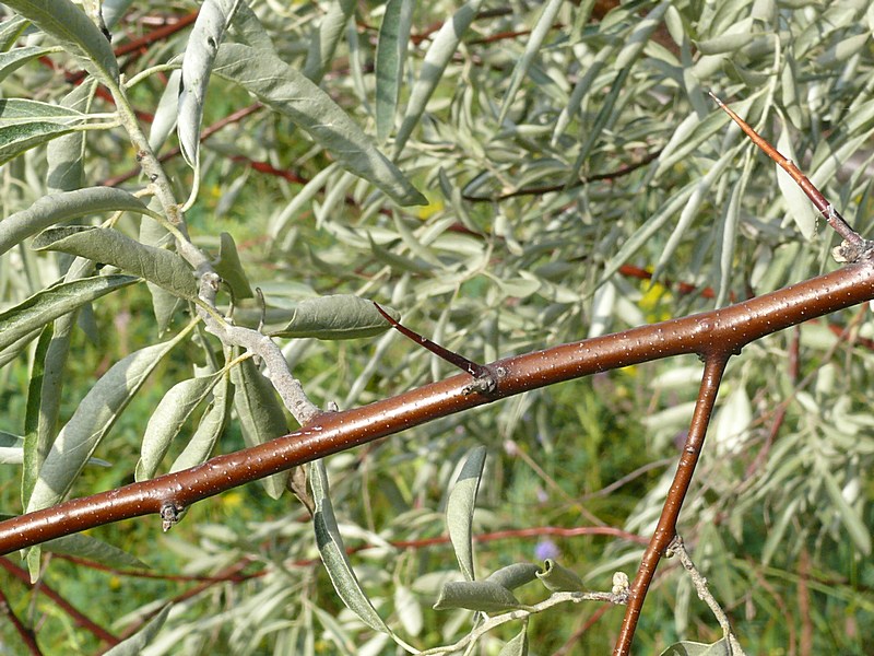 Жиде юл. Elaeagnus oxycarpa. Лох серебристый колючки. Дерево лоха колючки. Лох серебристый шипы.