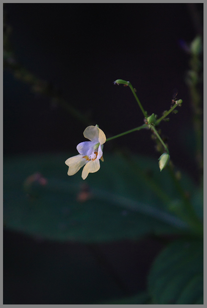 Image of Impatiens parviflora specimen.