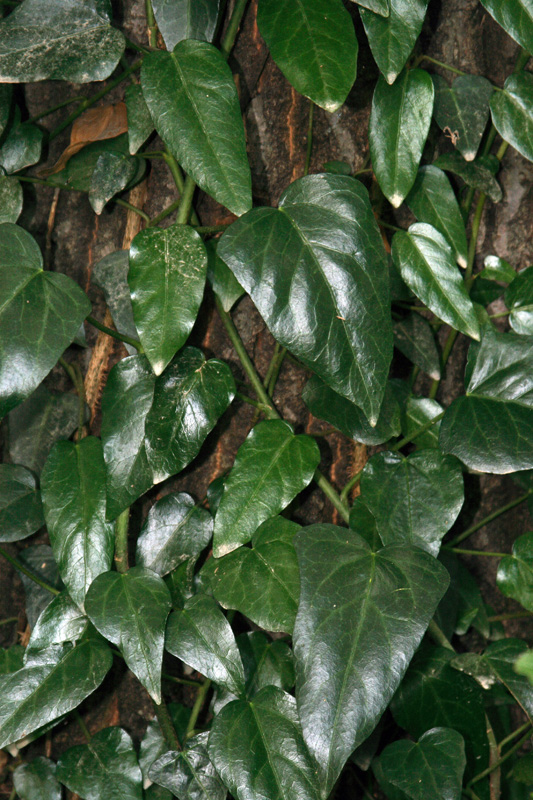 Image of Hedera pastuchovii specimen.