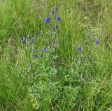 Aconitum baicalense. Цветущее растение. Иркутская обл., Иркутский р-н, окр. пос. Большая Речка, луг на берегу Иркутского вдхр, р. Ангара. 28.07.2014.