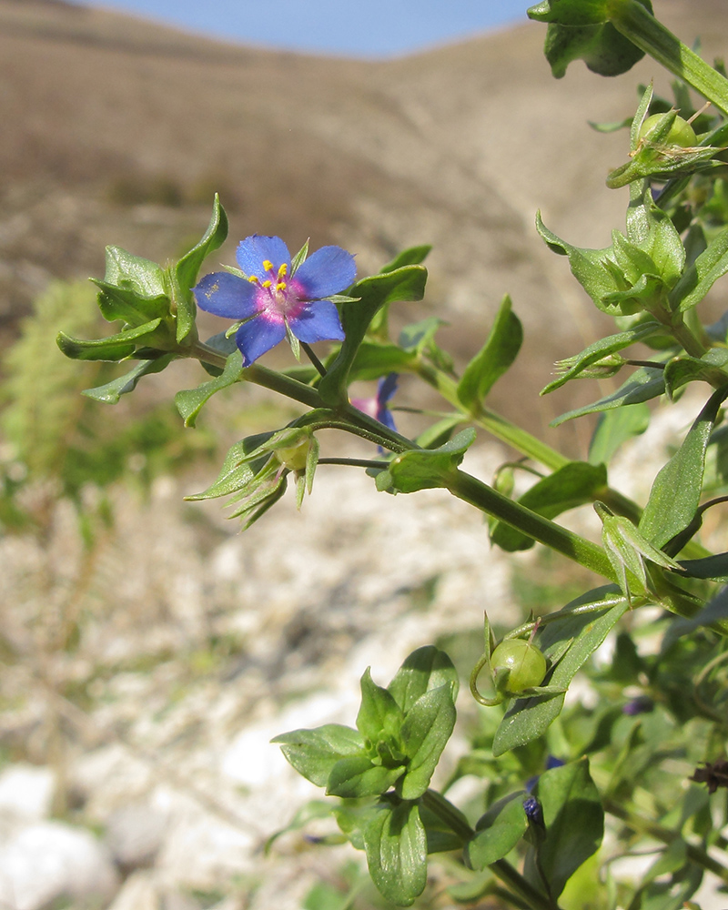 Изображение особи Anagallis foemina.